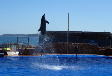 Představení delfínů v Marinelandu